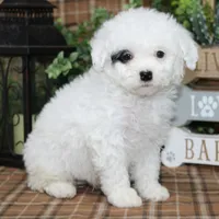 Zelda, a female Sheepadoodle for sale in Hutchinson, KS – Photo 2 of 2