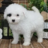 Zelda, a female Sheepadoodle for sale in Hutchinson, KS – Photo 1 of 2