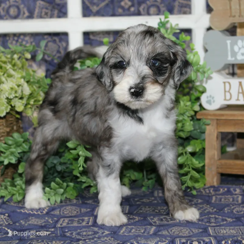 Finch – Tibetan Terrier, Poodle - Miniature  puppy for sale in Hutchinson, KS