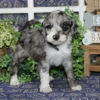 Finch, a male Tibetan Terrier and Poodle - Miniature  for sale in Hutchinson, KS – 1 of 2