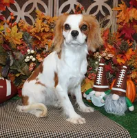 Waffles, a male Cavalier King Charles Spaniel for sale in Hutchinson, KS – 3 of 4