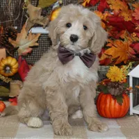 Max, a male Tibetan Terrier and Poodle - Miniature  for sale in Hutchinson, KS – 1 of 2