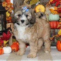 Stella, a female Tibetan Terrier and Poodle - Miniature  for sale in Hutchinson, KS – 2 of 2