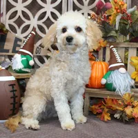 Lulu, a female Poodle - Toy  and Cavachon for sale in Hutchinson, KS – Photo 2 of 2