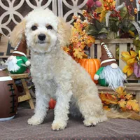 Lulu, a female Poodle - Toy  and Cavachon for sale in Hutchinson, KS – Photo 1 of 2