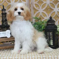 Reuben, a male Cavapoo for sale in Hutchinson, KS – 2 of 2