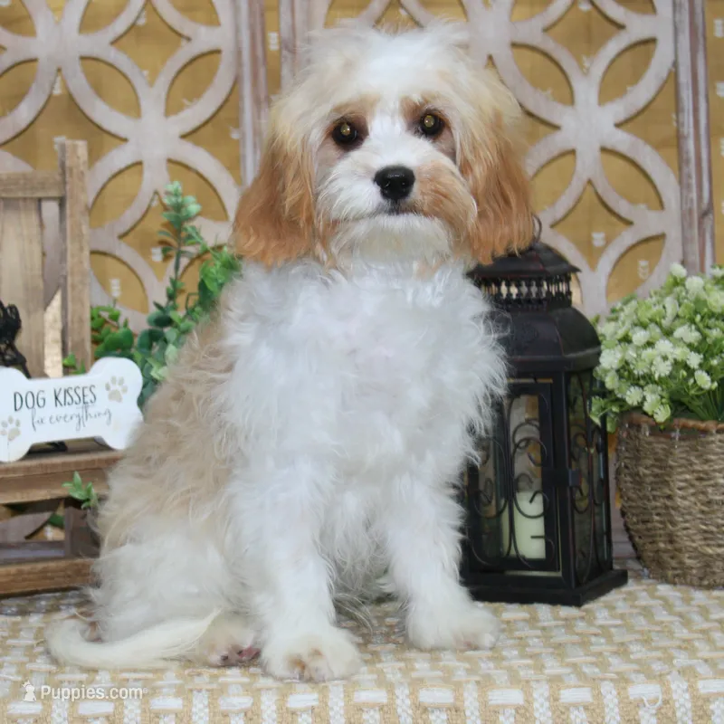Reuben – Cavapoo puppy for sale in Hutchinson, KS