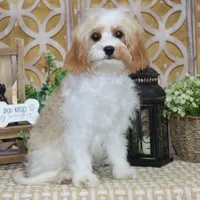 Reuben, a male Cavapoo for sale in Hutchinson, KS – 1 of 2