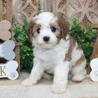 Butters, a male Cavalier King Charles Spaniel for sale in Hutchinson, KS – 2 of 2