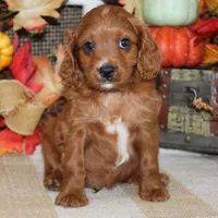 Theo, a male Cavapoo for sale in Hutchinson, KS – 2 of 4