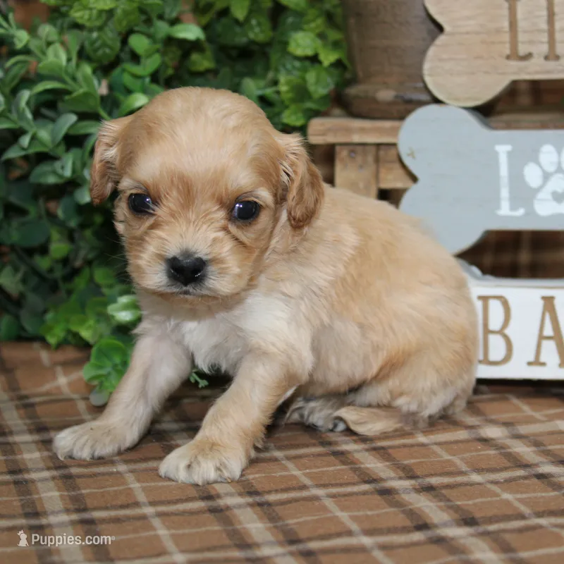 Briggs – Cavapoo puppy for sale in Hutchinson, KS