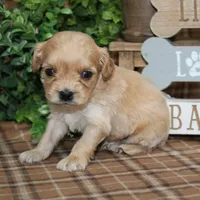 Briggs, a male Cavapoo for sale in Hutchinson, KS – Photo 1 of 2
