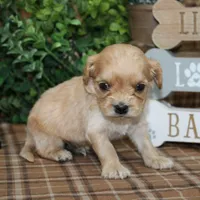 Briggs, a male Cavapoo for sale in Hutchinson, KS – Photo 2 of 2