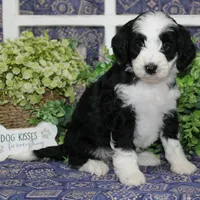 Patches, a male Tibetan Terrier and Poodle - Miniature  for sale in Hutchinson, KS – 2 of 2