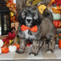 Koda, a male Tibetan Terrier and Poodle - Miniature  for sale in Hutchinson, KS – 2 of 2
