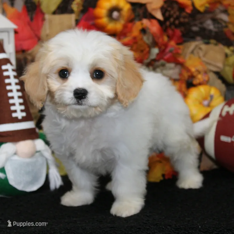 Hudson – Cavachon puppy for sale in Hutchinson, KS