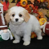 Hudson, a male Cavachon for sale in Hutchinson, KS – 1 of 2