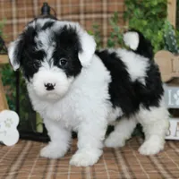 Scout, a male Sheepadoodle for sale in Hutchinson, KS – Photo 1 of 2