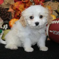 Barley, a male Cavachon for sale in Hutchinson, KS – 2 of 2