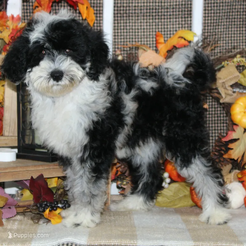 Bogey – Tibetan Terrier, Poodle - Miniature  puppy for sale in Hutchinson, KS