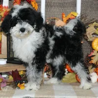 Bogey, a male Tibetan Terrier and Poodle - Miniature  for sale in Hutchinson, KS – 1 of 2