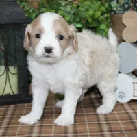 Fletcher, a male Cavapoo for sale in Hutchinson, KS – Photo 2 of 2