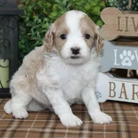 Fletcher, a male Cavapoo for sale in Hutchinson, KS – Photo 1 of 2