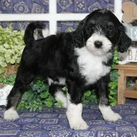 zeus, a male Tibetan Terrier and Poodle - Miniature  for sale in Hutchinson, KS – 2 of 2