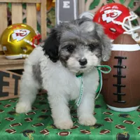 Baxley, a male Cavapoo for sale in Hutchinson, KS – Photo 2 of 4