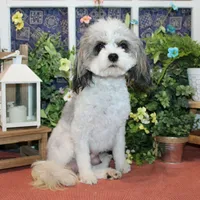 Baxley, a male Cavapoo for sale in Hutchinson, KS – Photo 3 of 4