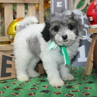 Baxley, a male Cavapoo for sale in Hutchinson, KS – Photo 1 of 4