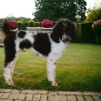 Baxley, a male Cavapoo for sale in Hutchinson, KS – Photo 4 of 4