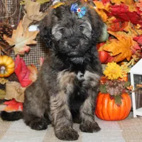 Adele, a female Tibetan Terrier and Poodle - Miniature  for sale in Hutchinson, KS – 2 of 2