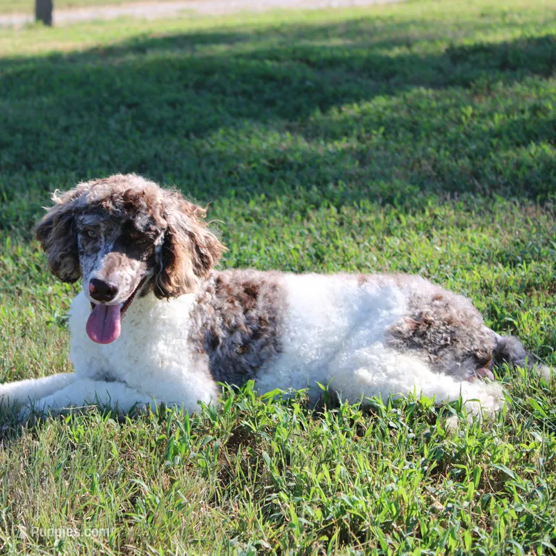 Summit – Poodle - Standard  puppy for sale in Hutchinson, KS