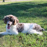 Summit, a male Poodle - Standard  for sale in Hutchinson, KS – 1 of 3