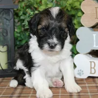 Hershey, a male Tibetan Terrier and Poodle - Miniature  for sale in Hutchinson, KS – Photo 1 of 2