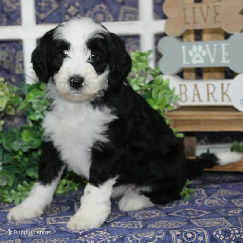 Patches – Tibetan Terrier, Poodle - Miniature  puppy for sale in Hutchinson, KS