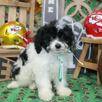Bijou, a female Cavapoo for sale in Hutchinson, KS – Photo 2 of 4