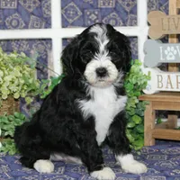 Yoshi, a male Tibetan Terrier and Poodle - Miniature  for sale in Hutchinson, KS – 2 of 2