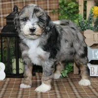 Larry, a male Tibetan Terrier and Poodle - Miniature  for sale in Hutchinson, KS – Photo 1 of 2