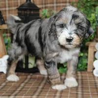 Larry, a male Tibetan Terrier and Poodle - Miniature  for sale in Hutchinson, KS – Photo 2 of 2