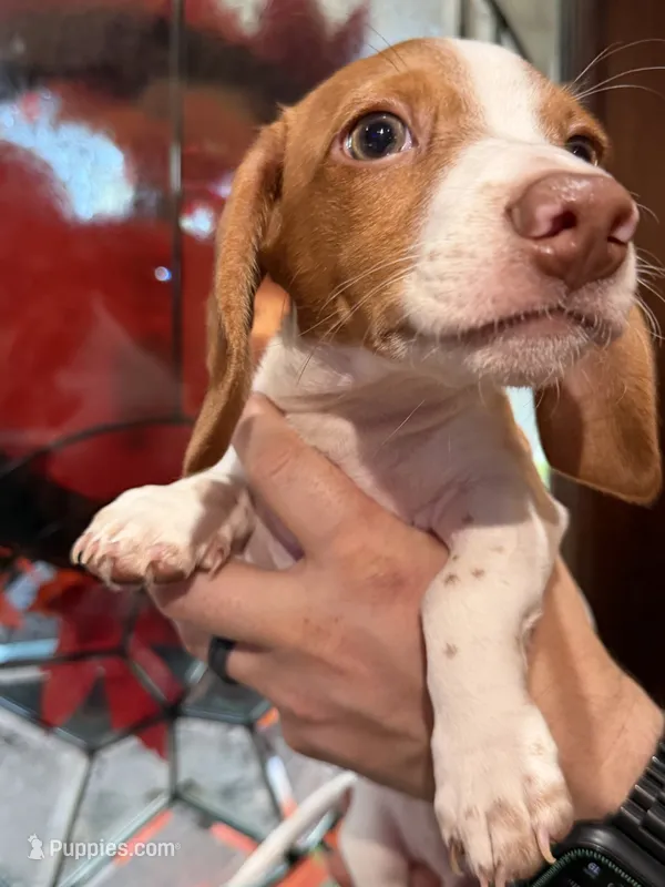 Kiff  – Miniature Dachshund puppy for sale in Cleveland, TX