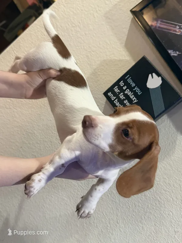 Kiff  – Miniature Dachshund puppy on hold in Cleveland, TX