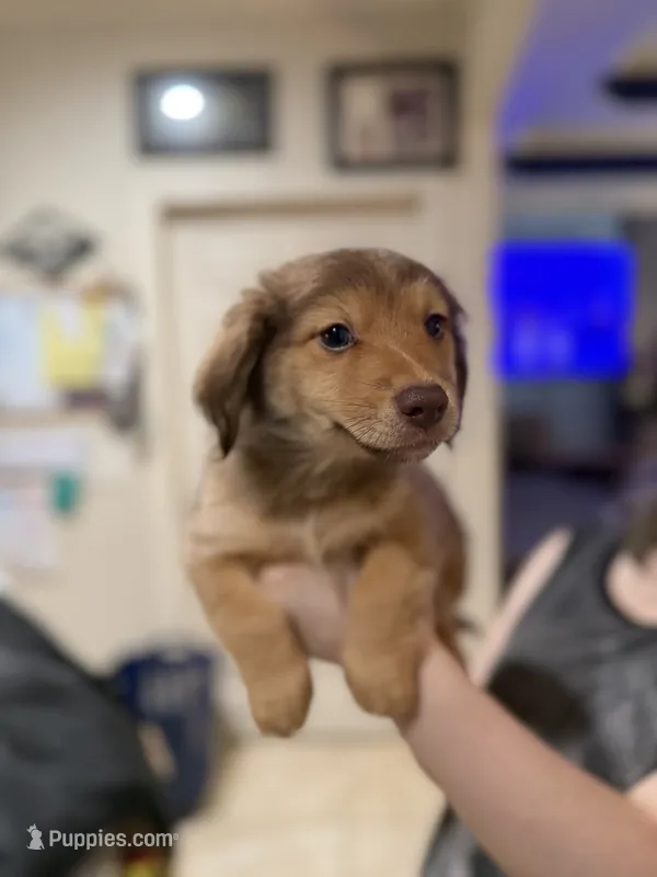Chester – Miniature Dachshund, Pomsky puppy for sale in Cleveland, TX
