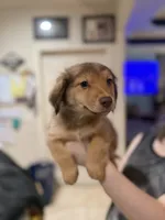 Chester, a male Miniature Dachshund and Pomsky for sale in Cleveland, TX – 1 of 2
