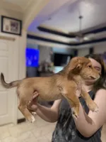 Charlie, a male Miniature Dachshund and Pomsky for sale in Cleveland, TX – 2 of 2