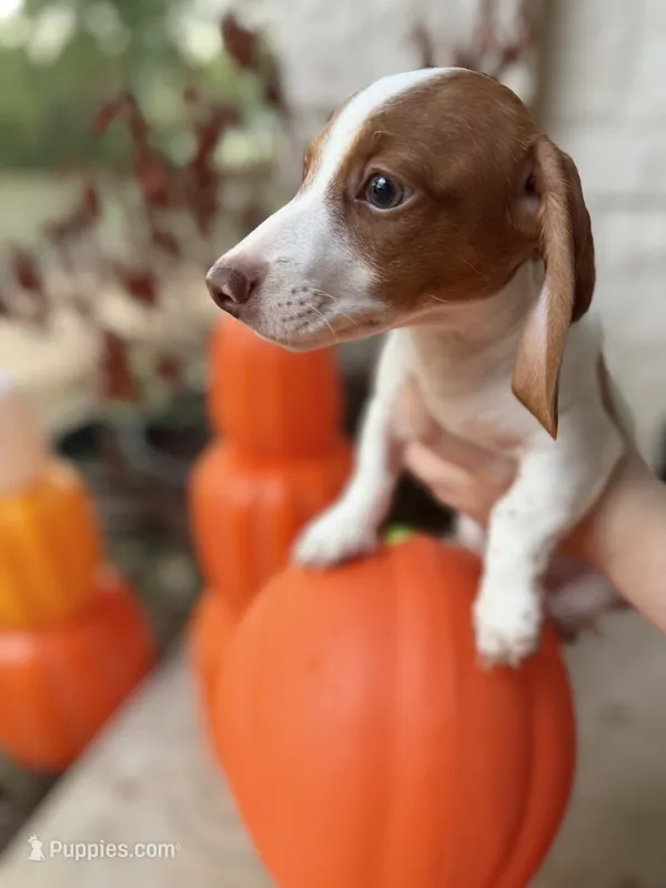 Kiff  – Miniature Dachshund puppy for sale in Cleveland, TX