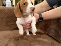 Kiff , a male Miniature Dachshund for sale in Cleveland, TX – 4 of 4