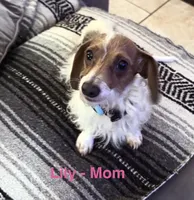 MooMoo, a male Miniature Dachshund for sale in Cleveland, TX – Photo 5 of 6