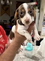 MooMoo, a male Miniature Dachshund for sale in Cleveland, TX – Photo 3 of 6